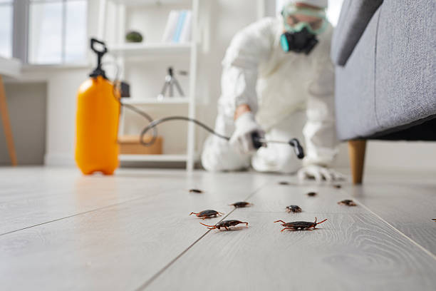 Commercial Kitchen Cockroach Control in Falmouth